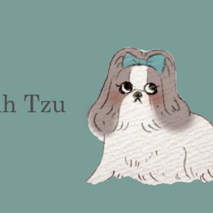 POST CARD  シーズ(1枚入り×６セット）