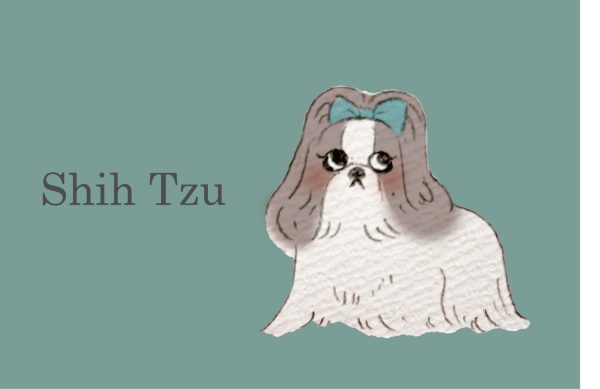POST CARD  シーズ(1枚入り×６セット）