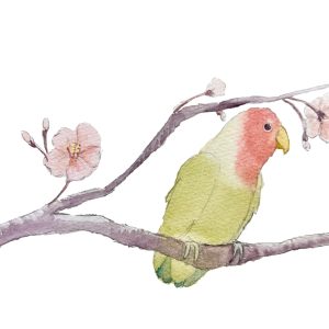 POST CARD  桜インコ(1枚入り×６セット）