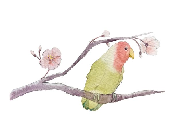 POST CARD  桜インコ(1枚入り×６セット）